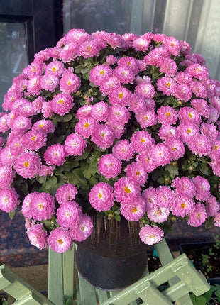 🌸Candy Chrysanthemum Seeds
