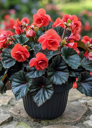 Mocca Cherry Begonia