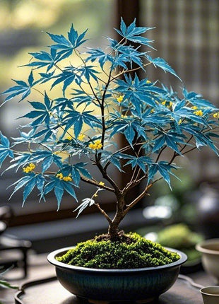 10pcs Blue Ghost Maple Tree Seeds – Exotic Japanese Acer with Misty Foliage, Perfect for Pots & Landscapes