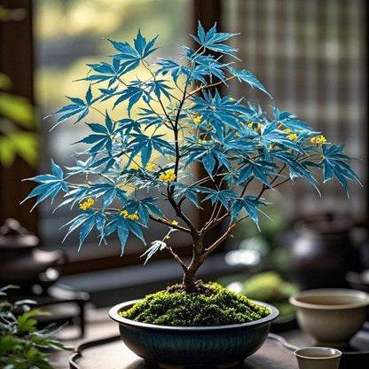 10pcs Blue Ghost Maple Tree Seeds – Exotic Japanese Acer with Misty Foliage, Perfect for Pots & Landscapes