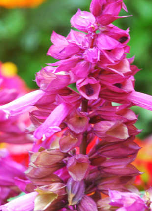 Pink Salvia Splendens Ornamental Flower Seeds