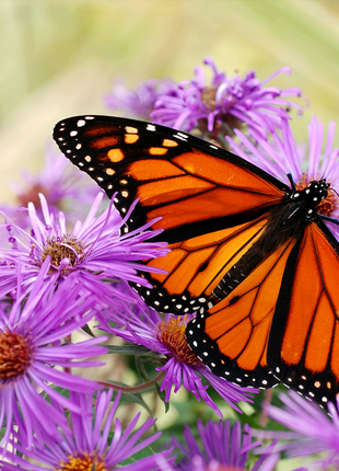 🫧Aster Seeds- Purple Dome