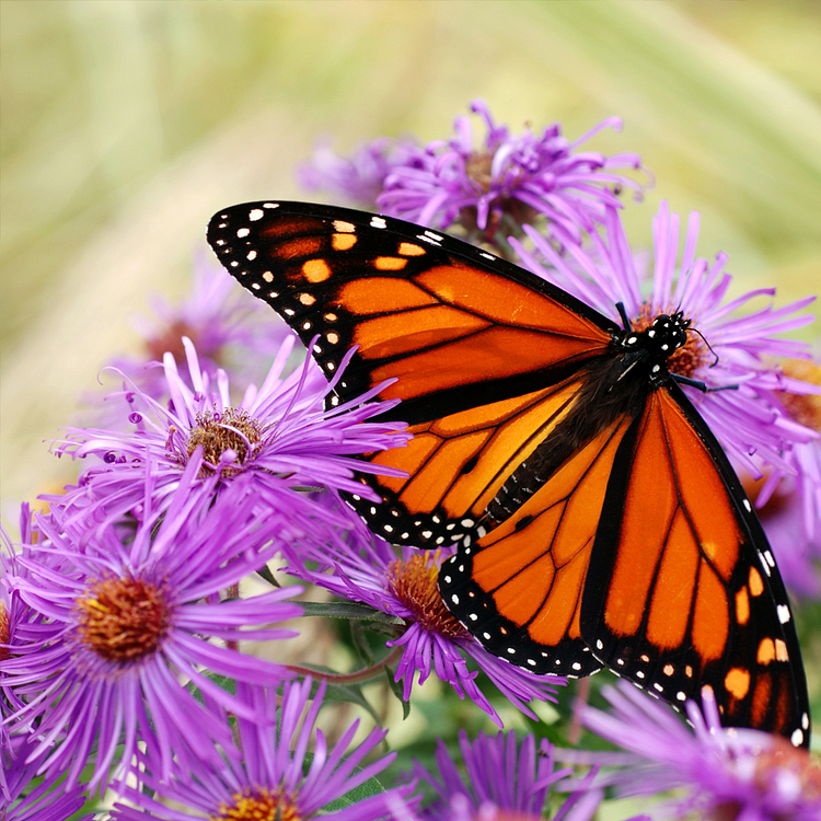 🫧Aster Seeds- Purple Dome