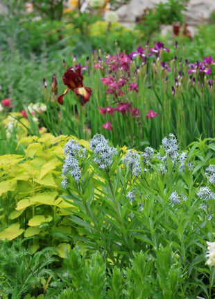 Licorice - A star representative of low-maintenance plants