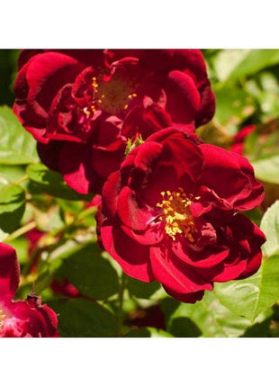 50pcs/Bag Climbing Rose Seeds