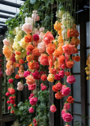 Weeping Begonia (Begonia pendula)