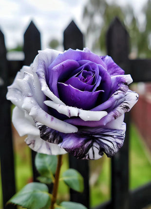Rare Purple and White Twin Roses
