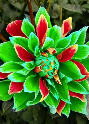 Dahlia Double Mix Rainbow Colour Decorate Your Garden