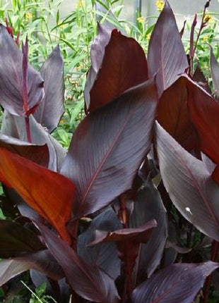 Canna Lily Flower Seeds Perennial Beautiful Bonsai Plant