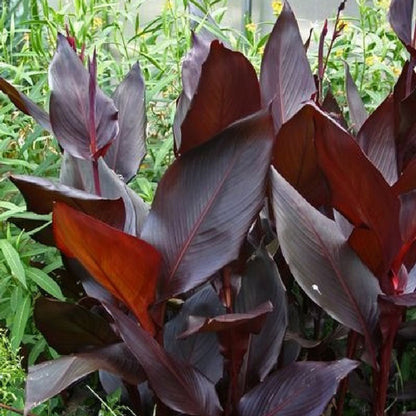 Canna Lily Flower Seeds Perennial Beautiful Bonsai Plant