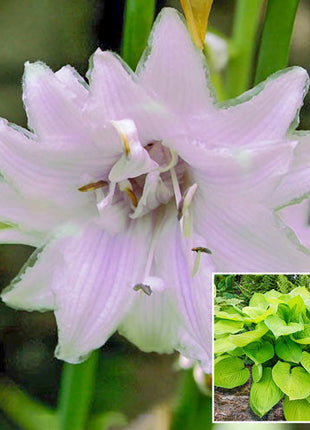 Ki-renjyaku Hosta