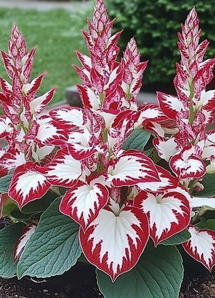 800pcs Red White Hosta Seeds Low Maintenance Hosta Plant Seeds for Planting Perennial Seeds Indoor Outdoor
