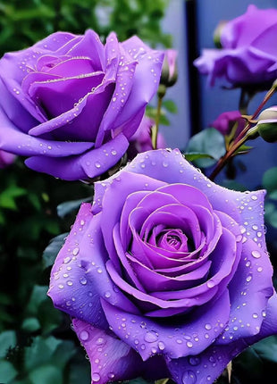 Rare Purple Rose Plant Seeds for Home Gardens