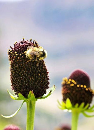 WESTERN CONEFLOWER Rudbeckia Occidentalis Green Wizard aka Rayless Naked Chocolate Black Flower Herb Seeds