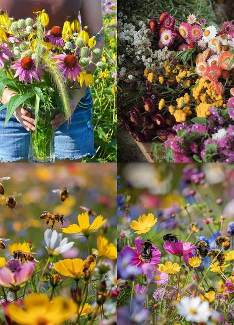 Perennial Flowers Seeds-Over 60 kinds mixed
