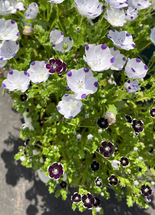 Nemophila-Baby Blue Eyes