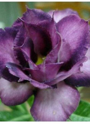 Purple Desert Rose Seeds