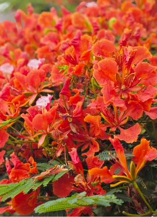 Royal Poinciana Seeds