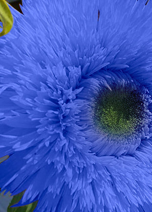 Blue Teddy Bear Sunflower Seeds