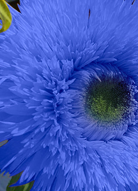 Blue Teddy Bear Sunflower Seeds