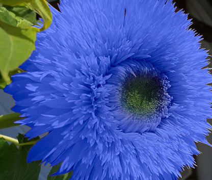 Blue Teddy Bear Sunflower Seeds