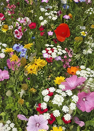 Mixed Wildflower Hummingbird Seeds