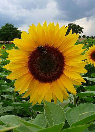 50 pcs Sunflower Russian Giant - Desi Flower Seeds