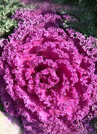 Purple Kale Seeds