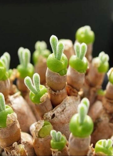 500Pcs Monilaria Obconica Bunny Seeds – Rare, Adorable Succulent for Indoor and Outdoor Gardening, Perfect for Unique Plant Displays