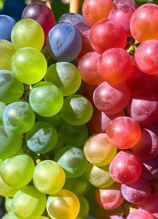 50 Seeds New Rare Rainbow Hybrid Grape Organic