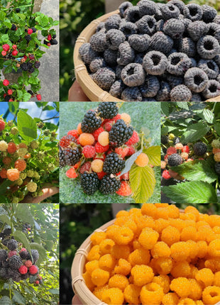 Giant Raspberry Seeds -92% Germination🌱
