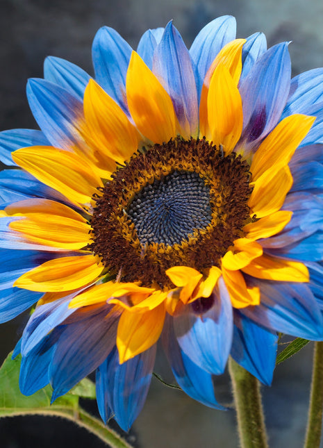 Twin-Blossom Blue Over Yellow Sunflower Seeds