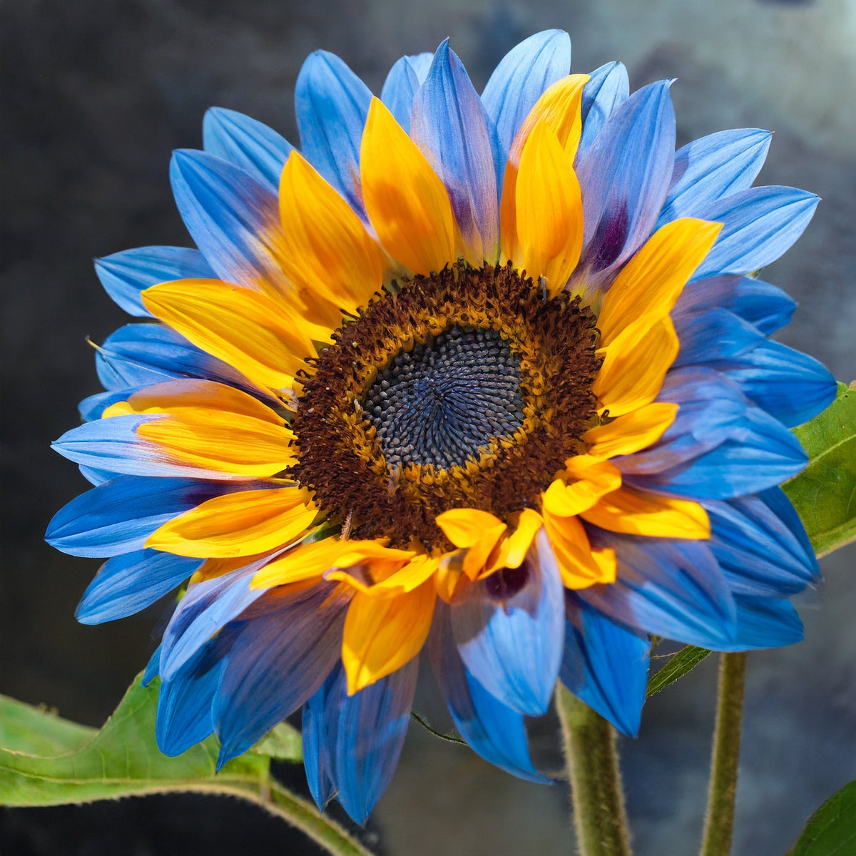 🌺Last Day Sale--60% Off💐 Sunflower Seeds🌻Sunshine