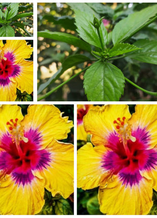 Rare Yellow Hibiscus Seeds "Yellow Rainbow"