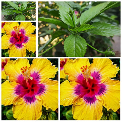 Rare Yellow Hibiscus Seeds "Yellow Rainbow"