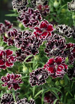 Dianthus Heddewigii Black White Carnation Flower Seed, Dianthus Flower, Natural, Non GMO, Heirloom