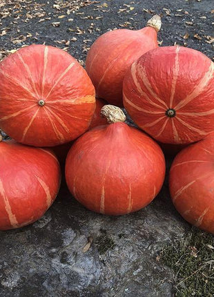 Squash Steph Kuri F1 Organic