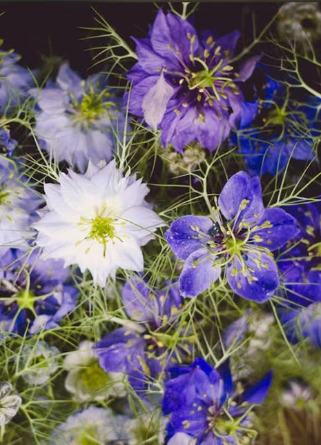 Love-In-A-Mist Seeds