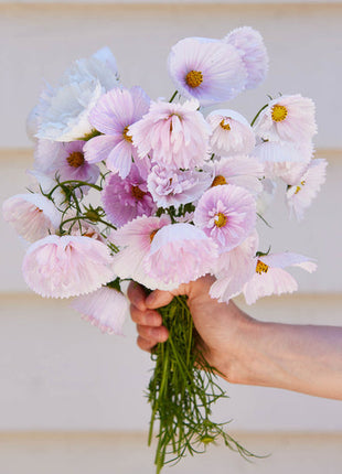 COSMOS CUPCAKE BLUSH FLOWER SEEDS