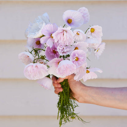 COSMOS CUPCAKE BLUSH FLOWER SEEDS