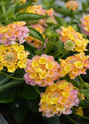Lantana Calippo Vintage Flower Plants
