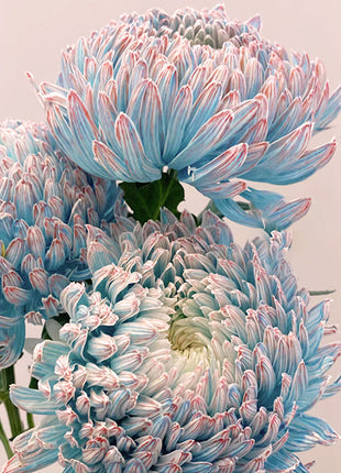 Blue Chrysanthemum Seeds, Rare Perennial Flower Plant