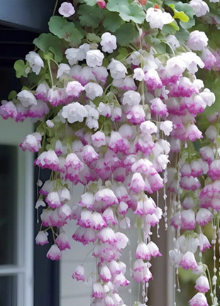 Weeping Begonia (Begonia pendula)