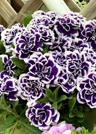 Petunia Seeds, Double Pirouette Purple F1