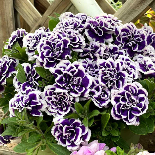 Petunia Seeds, Double Pirouette Purple F1