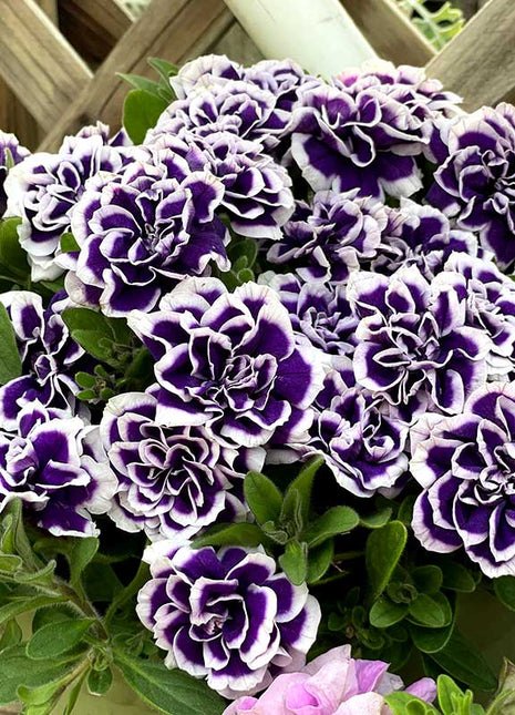 Black Pearl Double Petunia Seeds