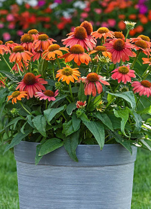 Lakota Red Coneflower
