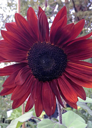 Red Wine Sunflower