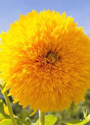 Teddy Bear Sunflower Seeds