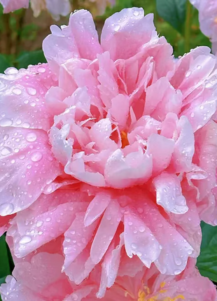 🌺 The Queen of Flowers—Double Petaled Piani